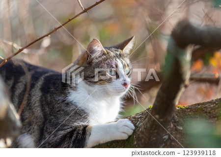 a tiger cat walking in the forest a tiger cat walking in the forest 123939118