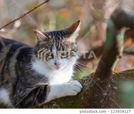 a tiger cat walking in the forest 123939127