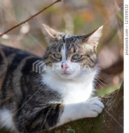a tiger cat walking in the forest a tiger cat walking in the forest 123939132