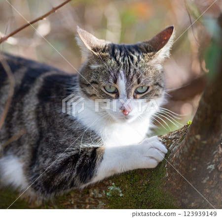 a tiger cat walking in the forest a tiger cat walking in the forest 123939149