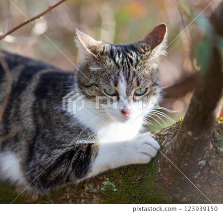 a tiger cat walking in the forest 123939150
