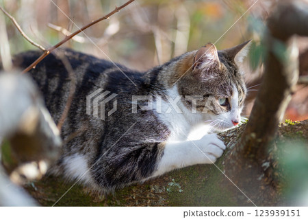 a tiger cat walking in the forest 123939151