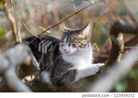 a tiger cat walking in the forest 123939152