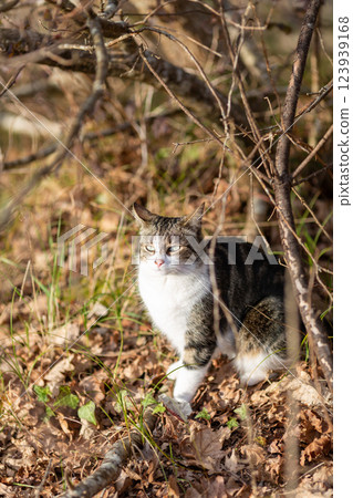 a tiger cat walking in the forest a tiger cat walking in the forest 123939168