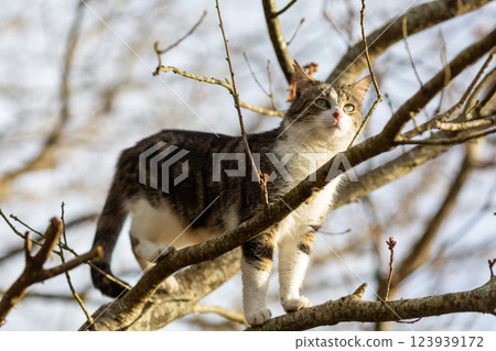 a tiger cat walking in the forest a tiger cat walking in the forest 123939172