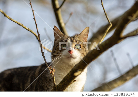 a tiger cat walking in the forest 123939174
