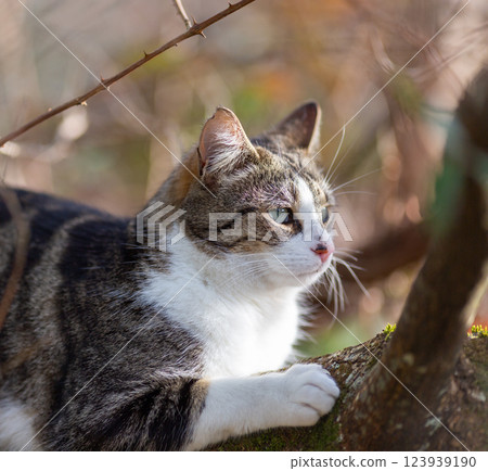 a tiger cat walking in the forest 123939190