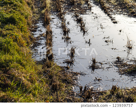 Water-filled rice fields in winter Water-filled rice fields in winter 123939757