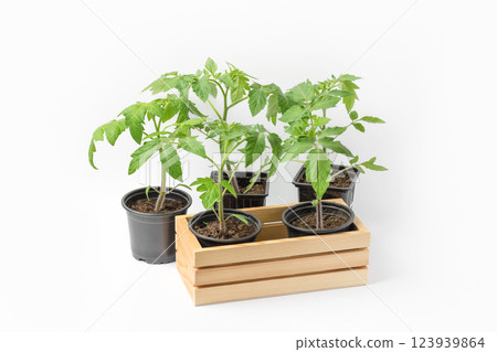 Young tomato seedlings growing in black cups and a wooden box on a white background. Growing eco-friendly plants at home. Concept of gardening, spring, harvest. Young tomato seedlings growing in black cups and a wooden box on a white background. Growing eco-friendly plants at home. Concept of gardening, spring, harvest. 123939864