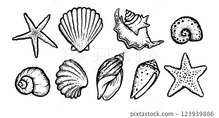 Sea shells and starfish monochrome set. Ink black hand drawn vector illustration on white background. 123939886