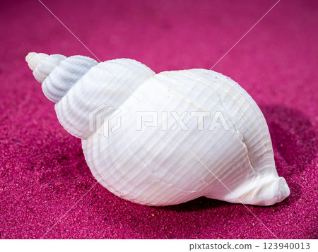 Large white common whelk buccinum undatum shell on red sand background Large white common whelk buccinum undatum shell on red sand background 123940013