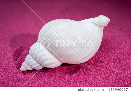 Large white common whelk buccinum undatum shell on red sand background 123940017