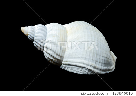 Large white common whelk buccinum undatum shell on black background 123940019