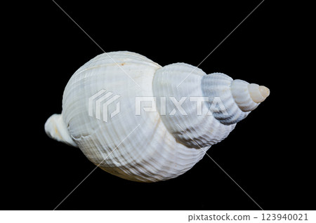 Large white common whelk buccinum undatum shell on black background 123940021