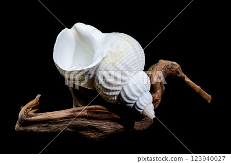 White Buccinum Undatum Shell on Wood 123940027