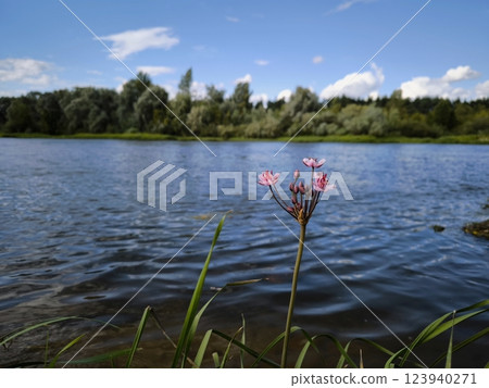 Serene landscape with fluffy clouds over a calm river surrounded by lush greenery. Beautiful summer landscape river surrounded by green vegetation Serene landscape with fluffy clouds over a calm river surrounded by lush greenery. Beautiful summer landscape river surrounded by green vegetation 123940271
