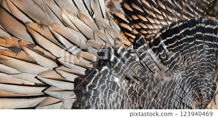 Overhead view of a turkey showcasing intricate feather patterns and textures. Nature photography concept 123940469