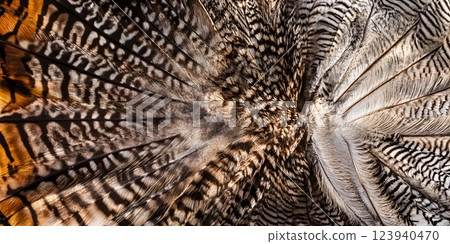 Detailed overhead view of a turkey revealing its stunning feather arrangement and colors. Nature observation concept 123940470