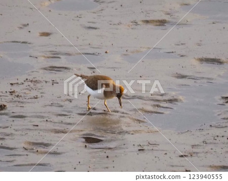 A common sandpiper searching for food on the tidal flats of the Arakawa River A common sandpiper searching for food on the tidal flats of the Arakawa River 123940555