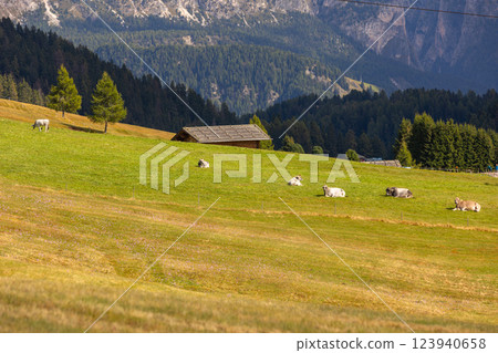 Cows eating grass on a green pasture Cows eating grass on a green pasture 123940658