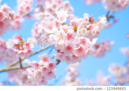 Atami cherry blossoms against a blue sky 123940683