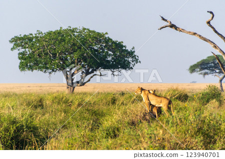 Two female lions in the Serengeti Two female lions in the Serengeti 123940701
