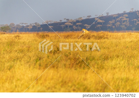Female lion in the Serengeti Female lion in the Serengeti 123940702