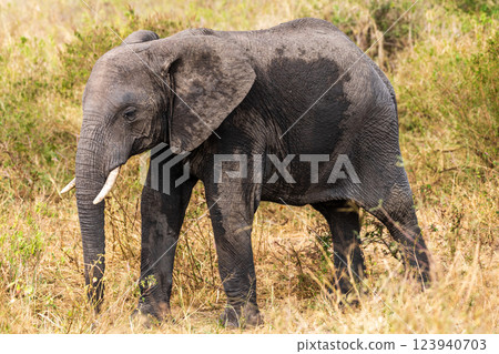 African elephant in the Serengeti 123940703