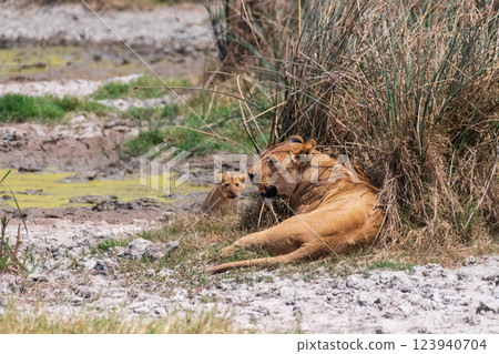 Lion Cubs in the Ngorogoro Crater 123940704