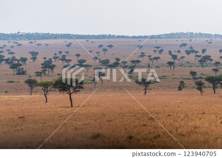 A tranquil serengeti landscape 123940705