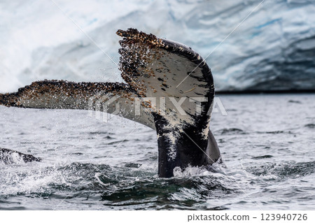 Tail of a humpback whale in the Antarctic 123940726