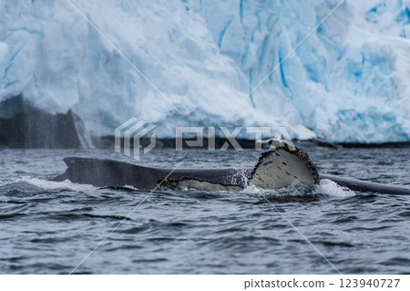 Tail of a humpback whale in the Antarctic 123940727