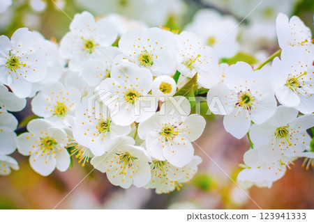 blossoming cherry tree branch close-up, spring colorful background, spring mood 123941333