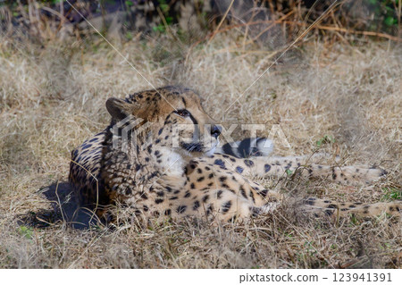 Cheetah aiming at prey 123941391