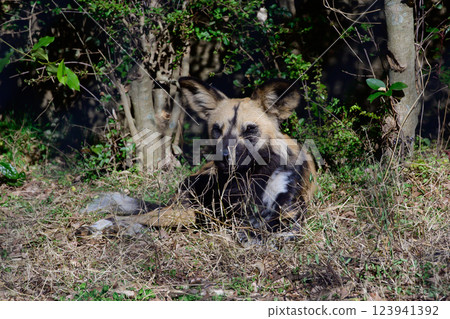 African wild dog hunting for prey African wild dog hunting for prey 123941392