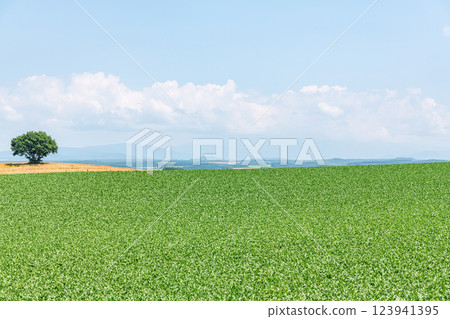 北海道某處農田上的一棵樹（北海道圖） 123941395