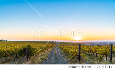 Vineyards in McLaren Vale at sunset, South Australia Vineyards in McLaren Vale at sunset, South Australia 123941415