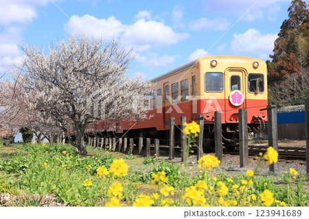 Kominato Railway "A train running through a landscape of plum blossoms and rape blossoms along the line" 123941689