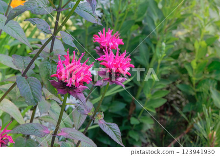 Monarda is cultivated as an ornamental plant. Nature floral background. Violet flowers in meadow. Grows well in sunny and shaded areas. 123941930
