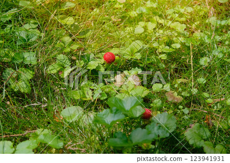 Wild red berry on a bush. Strawberries grow in a clearing in forest. Bright Sunlight. Wild red berry on a bush. Strawberries grow in a clearing in forest. Bright Sunlight. 123941931