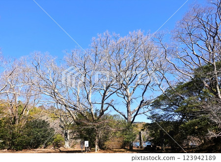 一碧湖初春清涼景色 一碧湖初春清涼景色 123942189