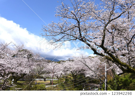 Cherry blossoms 123942298