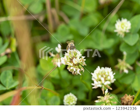 d White clover flowers and honeybees 123942336
