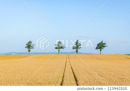 Summer fairy tale hill in Memanbetsu, Hokkaido, a popular tourist spot where the ears of wheat shine golden-yellow Summer fairy tale hill in Memanbetsu, Hokkaido, a popular tourist spot where the ears of wheat shine golden-yellow 123942820