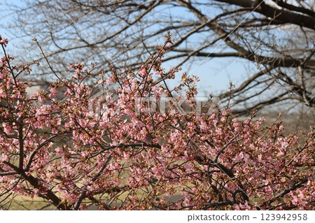 早春公園裡盛開的粉紅河津櫻花 早春公園裡盛開的粉紅河津櫻花 123942958