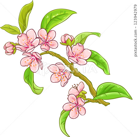 Peach Branch with Flowers and Leaves Colored Detailed Illustration. Organic natural nutritional healthy food ingredient, vegetarian diet product. Peach Branch with Flowers and Leaves Colored Detailed Illustration. Organic natural nutritional healthy food ingredient, vegetarian diet product. 123942979