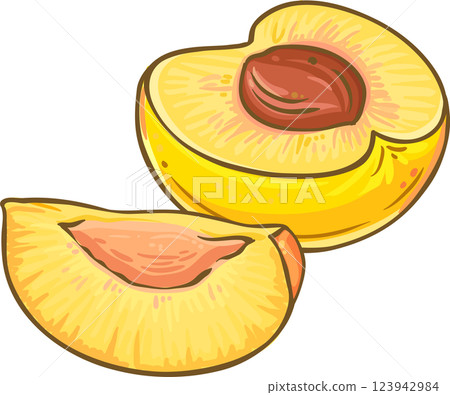 Peach Fruit  Colored Detailed Illustration. 123942984