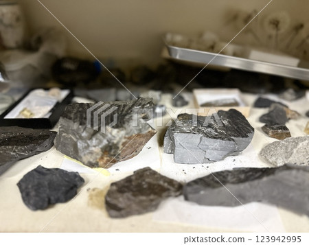 Lab Fossils Lab Fossils 123942995