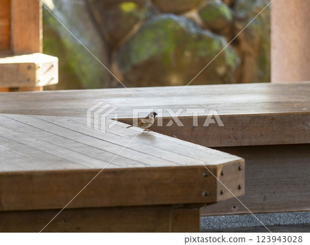 A sparrow sitting on a bench at a rest area 123943028