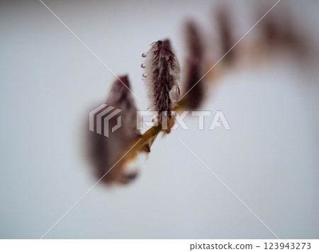 The Korean willow sprouted in a snowy March. 123943273